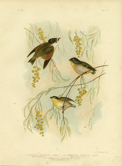 Gevlekte Diamantvogel of Gevlekte Pardalote, 1891 door Gracius Broinowski